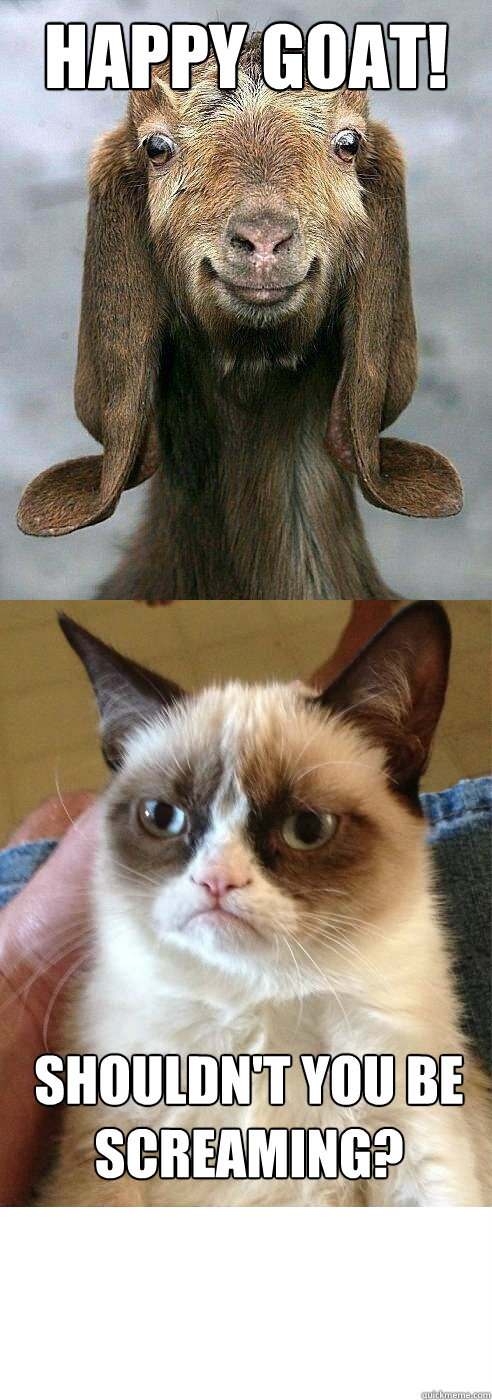 Happy Goat! Shouldn't You Be Screaming? - Happy Goat! Shouldn't You Be Screaming?  Happy Goat - Grumpy Cat