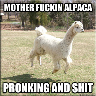 Mother fuckin alpaca pronking and shit  