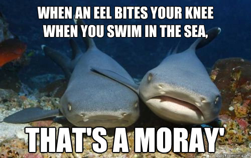 When an eel bites your knee 
when you swim in the sea,  that's a moray'
  Compassionate Shark Friend