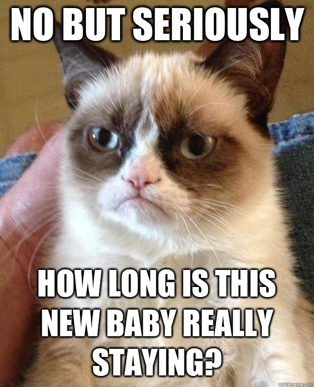 No but seriously How long is this new baby really staying?  Grumpy Cat
