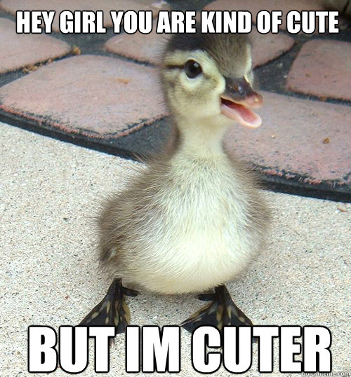 hey girl you are kind of cute but im cuter  ugly duckling
