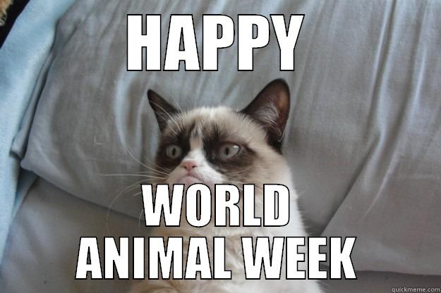 HAPPY WORLD ANIMAL WEEK Grumpy Cat