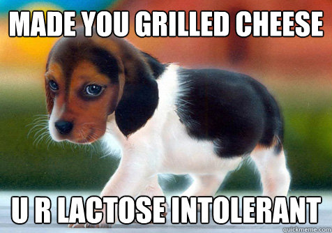 Made You Grilled Cheese U R Lactose Intolerant - Made You Grilled Cheese U R Lactose Intolerant  Good Intentions Puppy