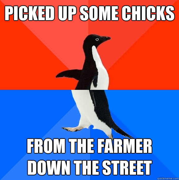 Picked up some chicks from the farmer down the street  Socially Awesome Awkward Penguin