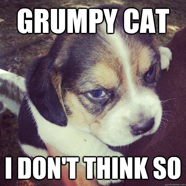 Grumpy cat I don't think so  