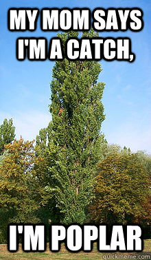 My mom says I'm a catch, I'm Poplar - My mom says I'm a catch, I'm Poplar  Pun Tree