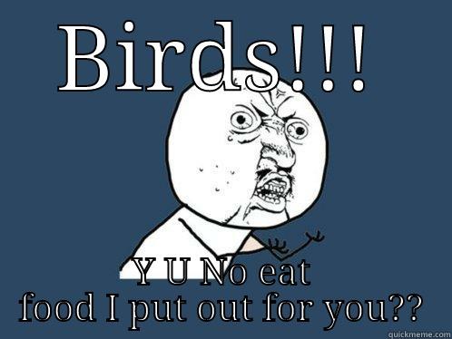 BIRDS!!! Y U NO EAT FOOD I PUT OUT FOR YOU?? Y U No