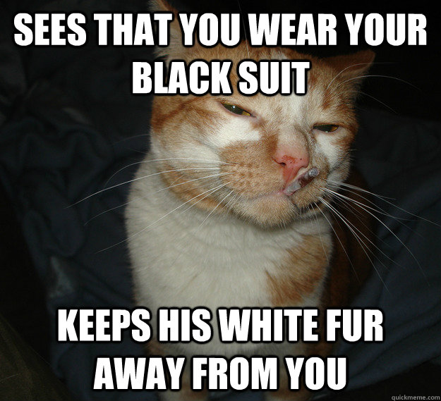 sees that you wear your black suit keeps his white fur away from you  Cool Cat Craig