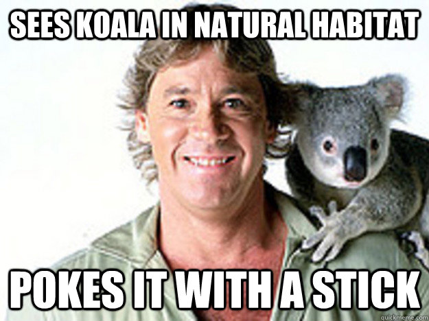 Sees koala in natural habitat Pokes it with a stick  