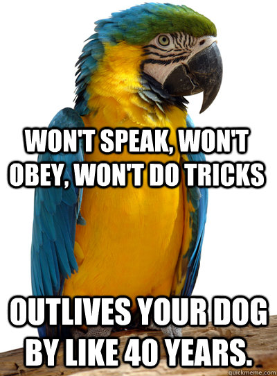  Outlives your dog by like 40 years. Won't speak, won't obey, won't do tricks -  Outlives your dog by like 40 years. Won't speak, won't obey, won't do tricks  Scumbag Pet Parrot