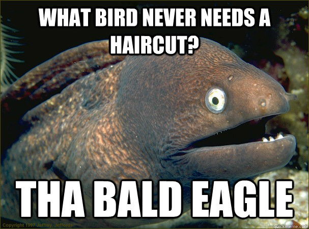 What bird never needs a haircut? Tha bald eagle  Bad Joke Eel