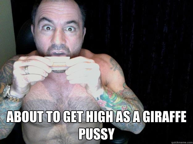  about to get high as a giraffe pussy -  about to get high as a giraffe pussy  Rogan