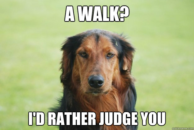 a walk? I'd rather judge you  Careless Canine