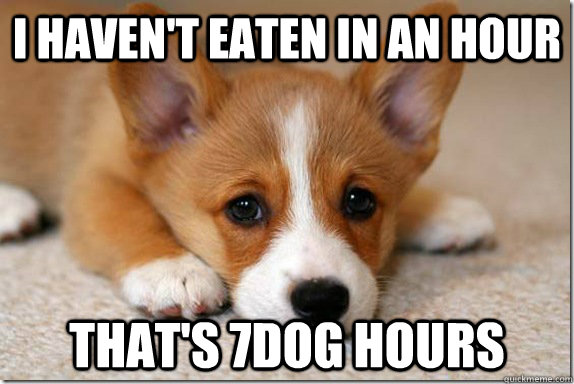 I haven't eaten in an hour That's 7dog hours - I haven't eaten in an hour That's 7dog hours  Misc