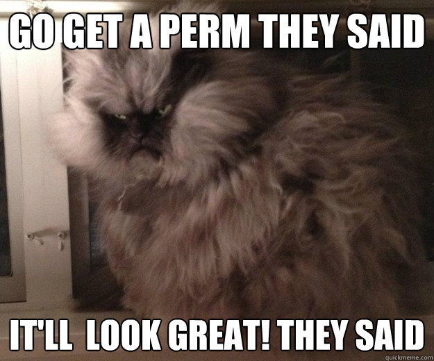 Go get a Perm they said it'll  look great! they said - Go get a Perm they said it'll  look great! they said  fluffy grumpy cat