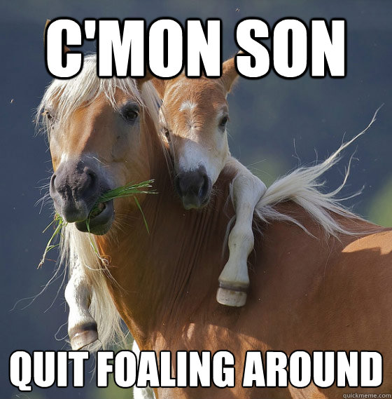 c'mon son quit foaling around - c'mon son quit foaling around  Horse on horse