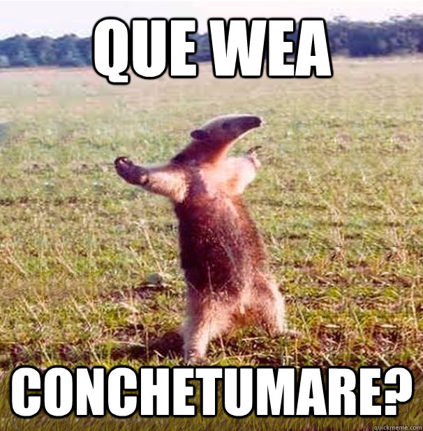 que wea conchetumare? - que wea conchetumare?  oso hormiguero