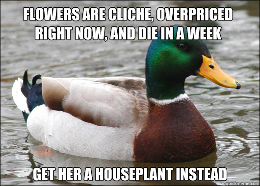 Flowers are cliche, overpriced right now, and die in a week Get her a houseplant instead  Actual Advice Mallard