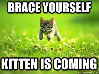 BRACE YOURSELF KITTEN IS COMING  
