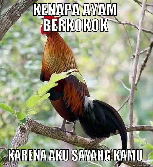 KENAPA AYAM BERKOKOK KARENA AKU SAYANG KAMU Misc