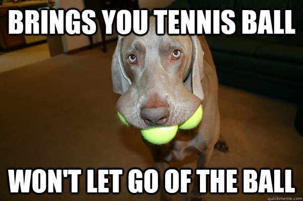 Brings you tennis ball won't let go of the ball - Brings you tennis ball won't let go of the ball  Scumbag dog