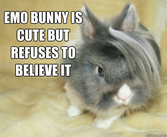 emo bunny is cute but refuses to believe it  