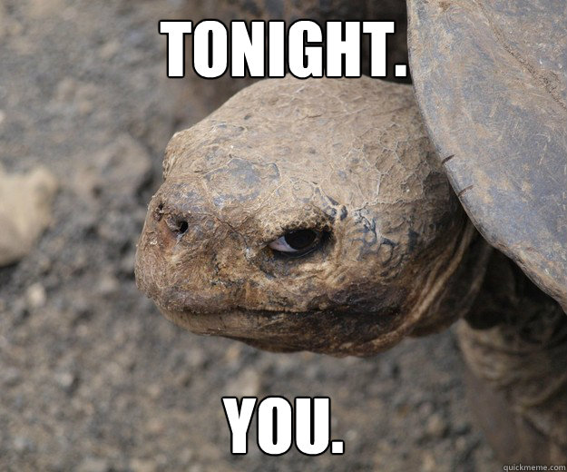 Tonight. You.  Insanity Tortoise