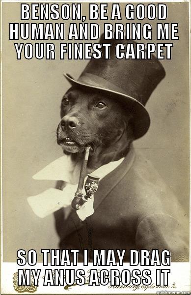 BRING ME YOUR FINEST CARPET - BENSON, BE A GOOD HUMAN AND BRING ME YOUR FINEST CARPET SO THAT I MAY DRAG MY ANUS ACROSS IT Old Money Dog