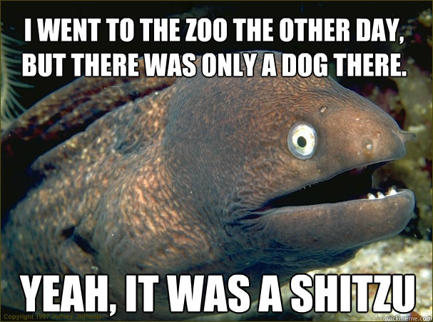 yeah, it was a shitzu I went to the zoo the other day, but There was only a dog there.  Bad Joke Eel
