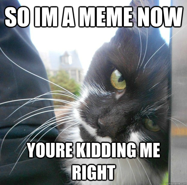So im a meme now youre kidding me right - So im a meme now youre kidding me right  Are You Kidding Me Cat