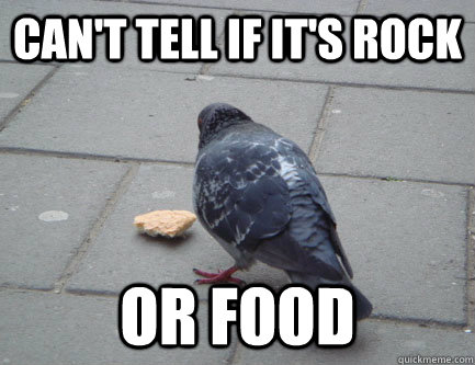 CAN'T TELL IF IT'S ROCK OR FOOD  confused pigeon