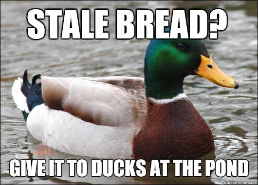 Stale bread? Give it to ducks at the pond  Actual Advice Mallard