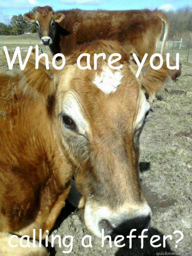 Who are you calling a heffer? - Who are you calling a heffer?  Angry cows