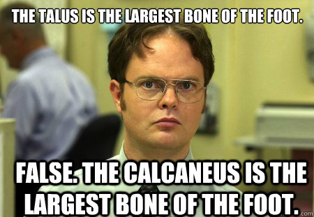 The talus is the largest bone of the foot. False. The calcaneus is the largest bone of the foot.  Dwight