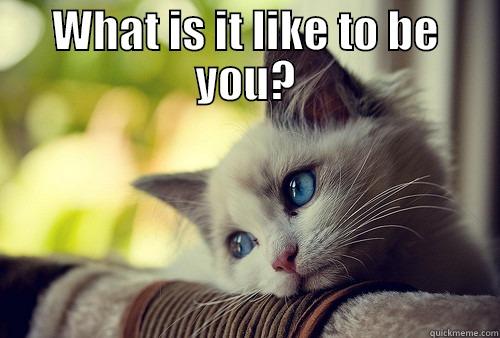 First World Problems Cat - What is it like to be you? - WHAT IS IT LIKE TO BE YOU?  First World Problems Cat