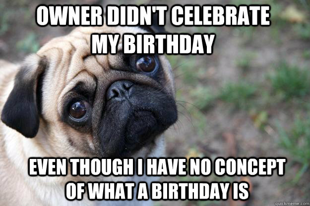 owner didn't celebrate my birthday even though i have no concept of what a birthday is  First World Dog problems