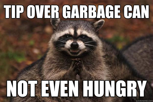 tip over garbage can not even hungry  Evil Plotting Raccoon