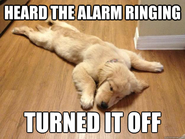 Heard the alarm ringing turned it off - Heard the alarm ringing turned it off  peaceful pup