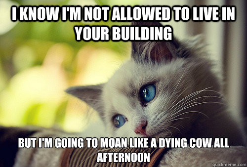 i know i'm not allowed to live in your building but i'm going to moan like a dying cow all afternoon  First World Problems Cat
