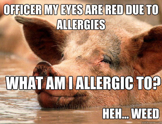 Officer my eyes are red due to allergies What am i allergic to? heh... weed  Stoner Pig