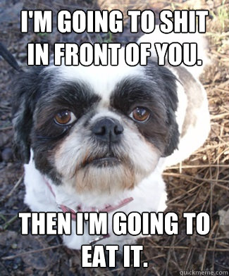 I'm going to shit in front of you. Then I'm going to eat it.  Shameless Shih Tzu
