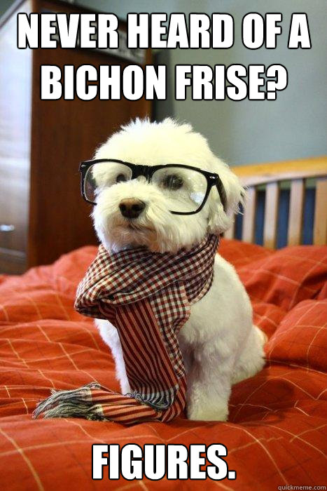 Never heard of a bichon frise? Figures. - Never heard of a bichon frise? Figures.  Hipster Dog