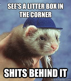See's a litter box in the corner Shits behind it   