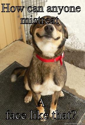 HOW CAN ANYONE MISTREAT  A FACE LIKE THAT? Good Dog Greg