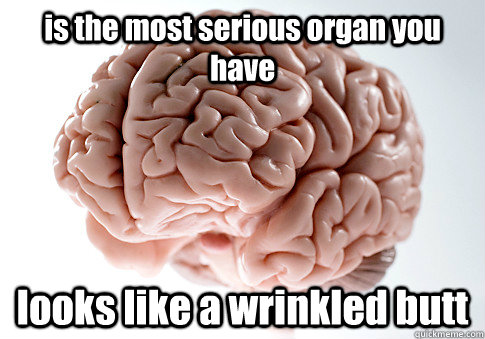is the most serious organ you have looks like a wrinkled butt  Caption 4 goes here  Scumbag Brain