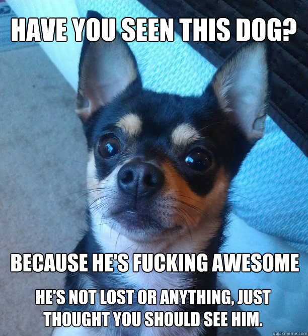 HAVE YOU SEEN THIS DOG? BECAUSE HE'S FUCKING AWESOME HE'S NOT LOST OR ANYTHING, JUST THOUGHT YOU SHOULD SEE HIM.  