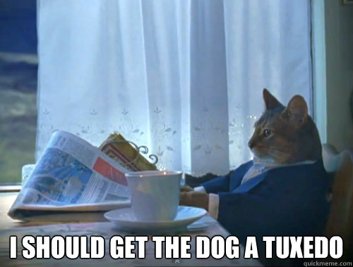  I should get the dog a tuxedo   The One Percent Cat