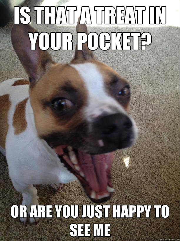 is that a treat in your pocket? or are you just happy to see me - is that a treat in your pocket? or are you just happy to see me  bad joke dog