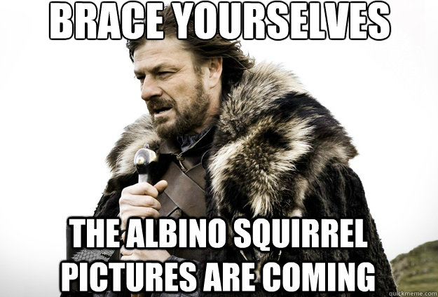 Brace Yourselves the albino squirrel pictures are coming  