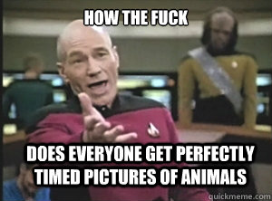 How the Fuck Does everyone get perfectly timed pictures of animals  Annoyed Picard